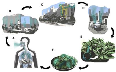 Enhancing crop growth in rooftop farms by repurposing CO2 from human respiration inside buildings